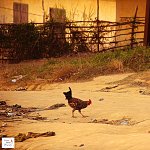 A chicken go for a walk