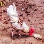 Chicken playing